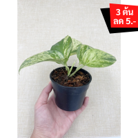 ? โปร 9.9 ? [แพ๊ก 10 ต้น] พลูหินอ่อน ต้นไม้ฟอกอากาศ ต้นไม้ พลูด่าง (Marble Queen) กระถาง 3 นิ้ว