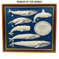 WHALES OF THE WORLD ปลาวาฬ 6 ชนิด แกะสลักสามมิติ [History Craft, UK] แขวนผนัง