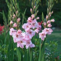 10 หัว แกลดิโอลัส (Gladiolus Bulb) หรือดอกซ่อนกลิ่นฝรั่ง สีชมพู เป็นดอกไม้แห่งคำมั่นสัญญา ความรักความผูกพัน