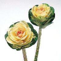 50 เมล็ดพันธุ์ กะหล่ำประดับ (Ornamental Cabbage) Cabbage flower seed มีคู่มือพร้อมปลูก อัตราการงอก 80-85%