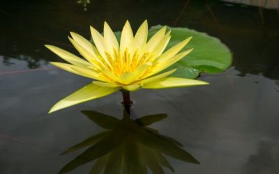 2 เมล็ด เมล็ดบัว สีเหลือง ดอกใหญ่ นำเข้า บัวนอก สายพันธุ์ของแท้ 100% เมล็ดบัว ดอกบัว ปลูกบัว เม็ดบัว ปลูกในโหลแก้วได้ อัตรางอก 85-90% Lotus Seed