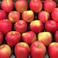 20 เมล็ด เมล็ดแอปเปิ้ล สายพันธุ์ แบร์เบิร์น (Braeburn) ของแท้ 100% อัตราการงอก 70-80% Apple Seed มีคู่มือปลูก