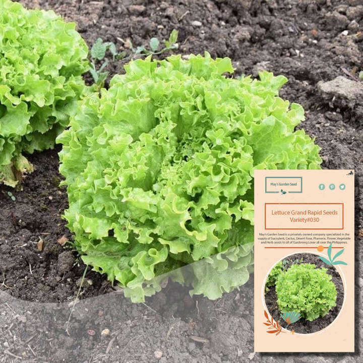 Lettuce Seeds, Grand Rapid Loose Leaf, Vegetable 30Seeds030 Lazada