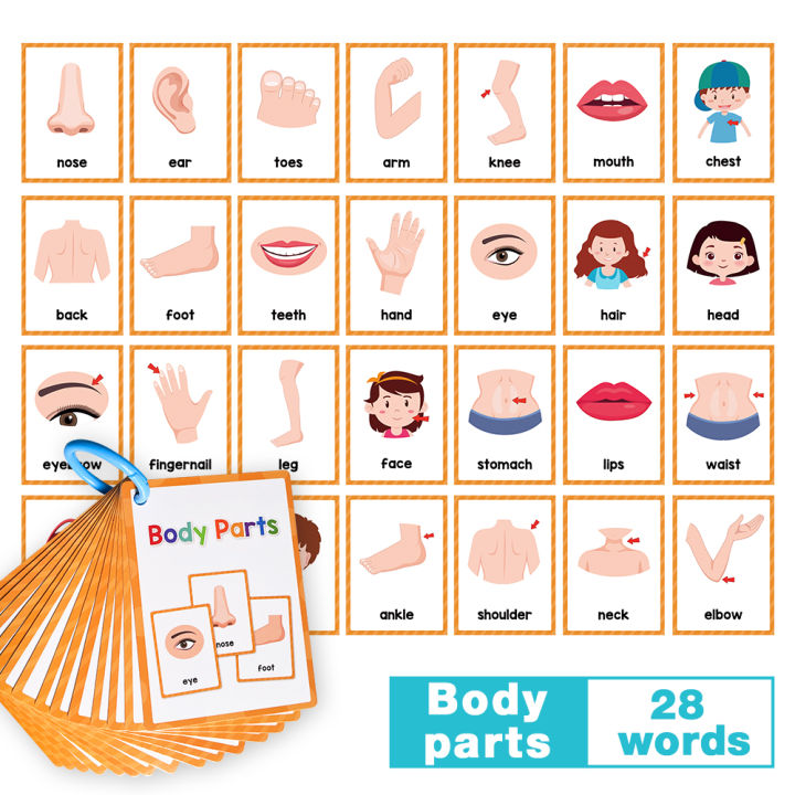 15PCS Body Part Flash Cards for Kids Learn about The Body Vocabulary ...