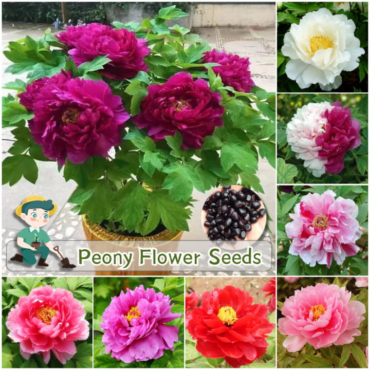 Peony Seeds - 15 Seeds - Mixed Colors, Great for Bonsai, Container or  Outdoor Growing