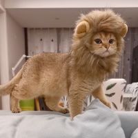 Lion Mane Wig for Cat Costume Pet Washable Comfortable Fancy Lion Hair Cat Clothes Dress for Halloween Christmas East