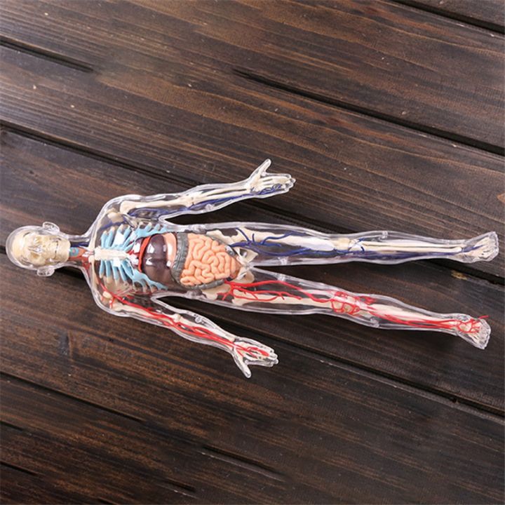 medical-torso-human-body-model-education-internal-organs-model-for-student-teaching-study-transparent-assembling-model