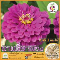 ซื้อ5 แถม1 เมล็ดพันธุ์ ดอกบานชื่น สีม่วง 20 เมล็ด (Purple Zinnia Flower Seed) เมล็ดพันธุ์แท้ ปลูกง่าย อัตรางอกสูง เก็บเมล็ดปลูกต่อได้