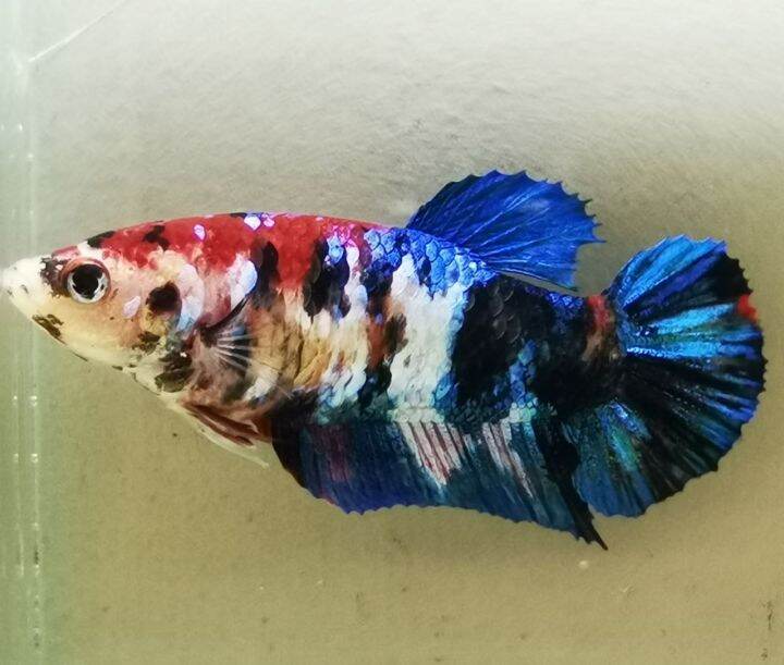 Lazada betta fish cheap