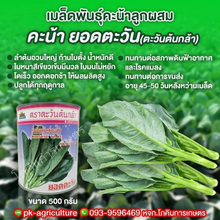 เมล็ดพันธุ์คะน้า-ยอดตะวัน-ตะวันต้นกล้า-ขนาด-500-กรัม