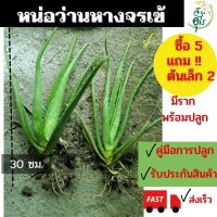 หน่อว่านหางจรเข้ ออร์แกนิค 5ต้นแถม2ต้น ลำต้น สูง 25-30 ซม.แข็งแรง พร้อมปลูก Organic ต้นว่างหางจระเข้ ว่านหางจรเข้สด สมุนไพรประจำบ้าน สมุนไพร