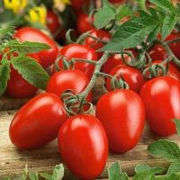 เมล็ดพันธุ์ มะเขือเทศ Solanum lycopersicum tomato Roma vf  50 เมล็ด เมล็ดพันธุ์นำเข้าจาก อังกฤษ