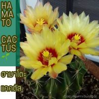 ยอดฮิต ฮามาโตะ แคคตัส HAMATO CACTUS ไซร์ออกดอก ขนาด 4-5 cm ผิวสวย ต้นเขียวน่ารัก สีดอกสีเหลืองสด ติดฝักง่ายมาก ขายดี ต้นไม้ ฟอก อากาศ กระถาง ต้นไม้ ไม้ ประดับ ต้นไม้ ปลูก ใน บ้าน