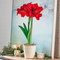 1 หัวว่าน ว่านสี่ทิศฮอลแลนด์ Amaryllis inferno 18-24 ซม สินค้านำเข้า แช่เย็นแล้ว หัวขนาดใหญ่