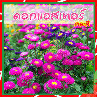 เมล็ดดอกไม้ ? ดอกแอสเตอร์ คละสี เมล็ดดอกแอสเตอร์ 100เมล็ด (Aster flowers)