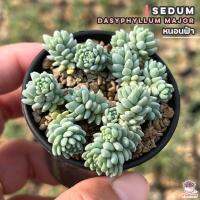 โปรโมชั่น หนอนฟ้า Sedum Dasyphyllum Major ไม้อวบน้ำ กุหลาบหิน แคคตัส กระบองเพชร cactus&amp;succulent ราคาถูก  แคคตัส กระบองเพรช ตะบองเพรช ไม้จิ๋ว ไม้ตั้งโต๊ะทำงาน ไม้ประดับ ไม้มงคล ไม้ดอก