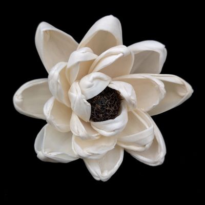 [AYIQ Flower Shop] 5ชิ้นแบบไม่มีไฟมือแห้งดอกบัวดอกโบตั๋นและดอกกุหลาบโซลาสำหรับแท่งไม้กระจายกลิ่นอุปกรณ์เสริม