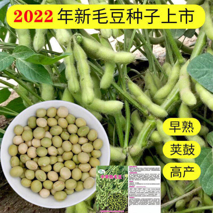 Spring and summer edamame seeds Japanese green soybean seeds large seeds are fresh Lazada