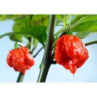 ( Pro+++ )++ เมล็ดพันธุ์ พริกแคโรไลนา รีพเปอร์ (Carolina Reaper) อันดับ1พริกเผ็ดที่สุดในโลก  ซองละ 59 ราคาดี ต้นไม้ ฟอก อากาศ กระถาง ต้นไม้ ไม้ ประดับ ต้นไม้ ปลูก ใน บ้าน