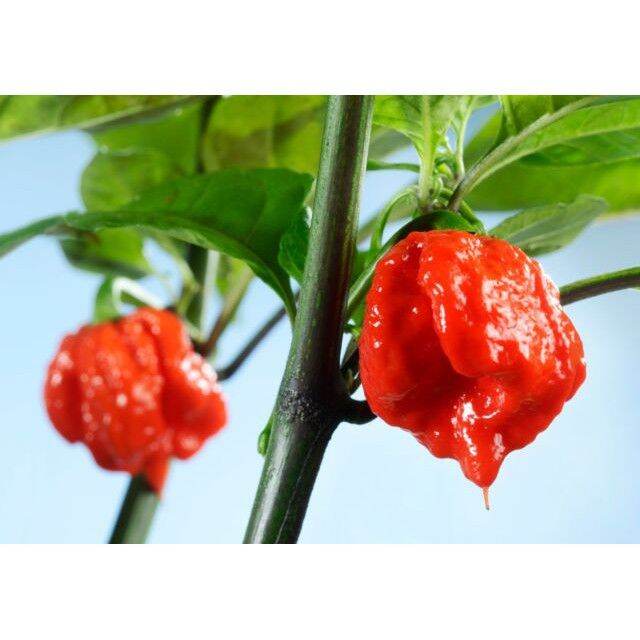 pro-คุ้มค่า-เมล็ดพันธุ์-พริกแคโรไลนา-รีพเปอร์-carolina-reaper-อันดับ1พริกเผ็ดที่สุดในโลก-ซองละ-59-ราคาดี-พรรณ-ไม้-น้ำ-พรรณ-ไม้-ทุก-ชนิด-พรรณ-ไม้-น้ำ-สวยงาม-พรรณ-ไม้-มงคล