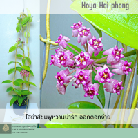 Hoya Hai phong ต้นโฮย่า ต้นไม้ดอกสีหวาน ต้นไม้แขวนประดับ ส่งต้นติดดอก