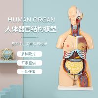 Human anatomy model organ removable medical teaching bone organs children educational teaching material