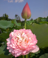 5 เมล็ด บัวนอก บัวนำเข้า บัวสายพันธุ์ Duplicate Pink LOTUS สีชมพู สวยงาม ปลูกในสภาพอากาศประเทศไทยได้ ขยายพันธุ์ง่าย เมล็ดสด