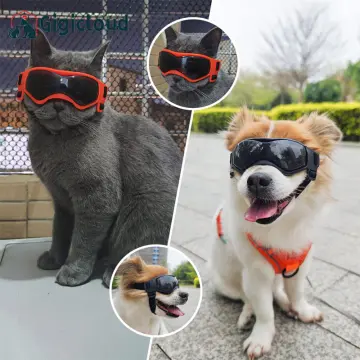 Shih tzu hot sale goggles