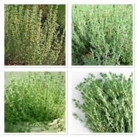 เมล็ดพันธุ์ ไธม์ (Common Thyme Seed) บรรจุ 500 เมล็ด