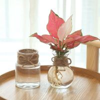 Transparent Aquatic Flower Pot Imitation Glass Small Flower Pot Planting Mini Pot Desktop Green Plant Resin Vase Wholesale Cups  Mugs Saucers