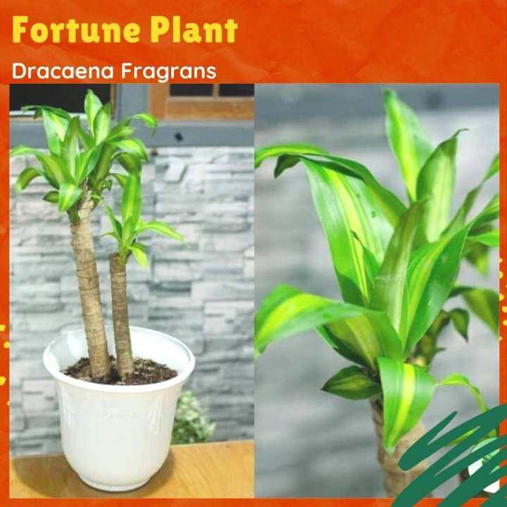 Fortune Plant (2 long stem) Dracaena Fragrans Lazada PH