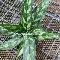 HOT** อโกมีนา เขียวหมื่นปี(ว่านขันหมาก) ☘️หรือแก้วกาญจนา Aglaonema แบบถุง ส่งด่วน พรรณ ไม้ น้ำ พรรณ ไม้ ทุก ชนิด พรรณ ไม้ น้ำ สวยงาม พรรณ ไม้ มงคล