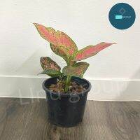 HOT** ต้นอัญมณี สีชมพู หรือ อโกลนีมา (Aglaonema) ขนาดความสูงต้น 15- 30 ซม. พร้อมกระถางพลาสติกสีดำ4- 6 นิ้ว ส่งด่วน พรรณ ไม้ น้ำ พรรณ ไม้ ทุก ชนิด พรรณ ไม้ น้ำ สวยงาม พรรณ ไม้ มงคล