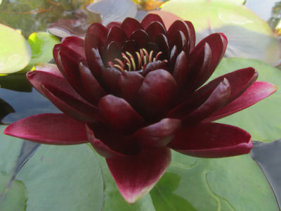 5 เมล็ด บัวนอก บัวนำเข้า บัวสายพันธุ์ Black Princess LOTUS Seeds สีดำ บัวแคระ พันธุ์เล็ก จิ๋ว ปลูกในสภาพอากาศประเทศไทยได้ ขยายพันธุ์ง่