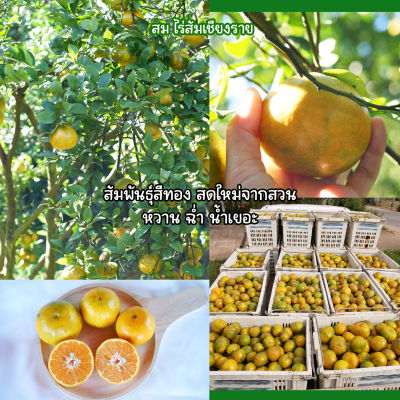 ส้มเขียวหวาน(Orange) พันธุ์สีทอง เก็บสดจากสวน อ.เชียงแสน จ.เชียงราย หวานฉ่ำ น้ำเยอะ (1kg)