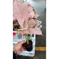 ออมชมพู( PINK SYNGONIUM)ต้นไม้มงคลช่วยเรียกเงิน เรียกทอง เรียกโชคลาภ ใบสีชมพูพาสเทล กระถาง4นิ้ว ต้นละ 249 บาท