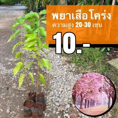Woww สุดคุ้ม ต้นพญาเสือโคร่ง (ชุด 30 ต้น) ซากูระเมืองไทย ถนนดอกไม้สีชมพู ไม้ดอกยืนต้น ราคาโปร พรรณ ไม้ น้ำ พรรณ ไม้ ทุก ชนิด พรรณ ไม้ น้ำ สวยงาม พรรณ ไม้ มงคล