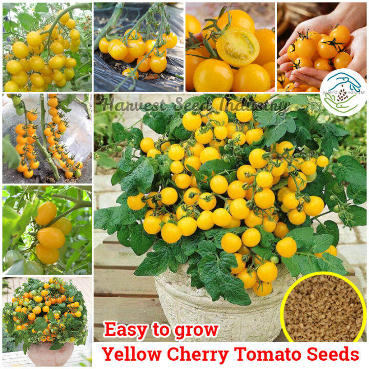 High Yielding Seeds丨Fresh Yellow Cherry Tomato Seeds for Planting (100
