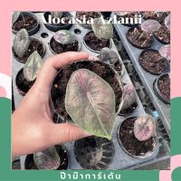 ( PRO+++ ) โปรแน่น.. ต้นอโลคาเซีย อัซลานีอาย (Alocasia Azlanii) กระถาง 4 นิ้ว ราคาสุดคุ้ม พรรณ ไม้ น้ำ พรรณ ไม้ ทุก ชนิด พรรณ ไม้ น้ำ สวยงาม พรรณ ไม้ มงคล