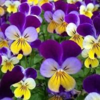 เมล็ดพันธุ์ ดอกไวโอล่า เฮเลนเมาท์ จอนนี่จัมอัพ(Helen Mount Johnny Jump Up Viola Seed) บรรจุ 100 เมล็ด ของแท้ 100%