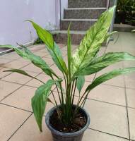 เดหลีด่าง (Spathiphyllum Peace Lily) Variegated #ไม้ด่าง #ไม้ฟอกอากาศ #ร้านใจเกษตร