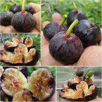 Figs Plant ต้นมะเดื่อฝรั่ง พันธุ์ อิรักกี้ Iragi อร่อย หวาน หอมมากๆ ต้นสมบูรณ์มาก รากแน่นๆ จัดส่งเป็นต้นไม่ใช่กิ่งชำ จัดส่งพร้อมกระถาง 6 นิ้ว ลำต้นสูง 45-50 ซม