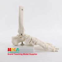 Anatomical Foot Ankle Joint Model Life Size Human Foot Bone Model With Functional Ligaments Medical Teaching Aid