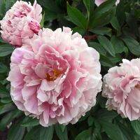 10 เมล็ด เมล็ดโบตั๋น ดอกโบตั๋น ดอกพีโอนี (Peony Seed) สีชมพู Jin ling ดอกไม้นี้​เป็นสัญลักษณ์ของความมั่งคั่งร่ำรวย ความซื่อสัตย์ อัตรางอก 70-80%