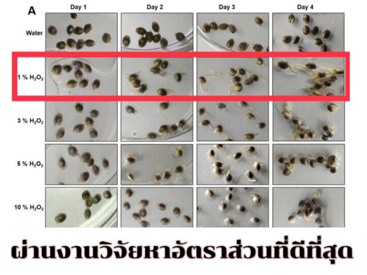 น้ำยาเพาะเมล็ด-เพิ่มโอกาสงอก-เมล็ดเก่าก็งอก-ฆ่าเชื้อโรค-กัญ-420