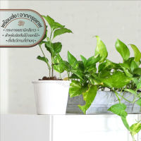 Homequarterbkk-Whitey Planter กระถาง เซรามิก สีขาว สำหรับจัดต้นไม้ ดอกไม้ ใบไม้ กิ่งไม้แห้ง ตกแต่งบ้าน ร้าน คาเฟ่