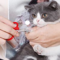 1/3/5Pcs Cat Nail Scissors Pet Dog Nail Clippers Toe Claw Trimmer Professional Pet Grooming Products For Small Puppy Dogs Cat