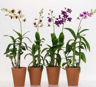 30 เมล็ดพันธุ์ เมล็ดกล้วยไม้ กล้วยไม้สกุลหวาย (Dendrobium) Orchid flower seeds อัตราการงอก 80-85%