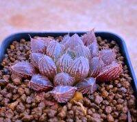 Haworthia Pygmaea x bayari ANC-181 A066