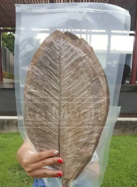 ใบโฮบะ DRIED HOBA LEAVES ใบแมกโนเลีย 20ใบ/แพค Size M (ยาว 30-35cm ...
